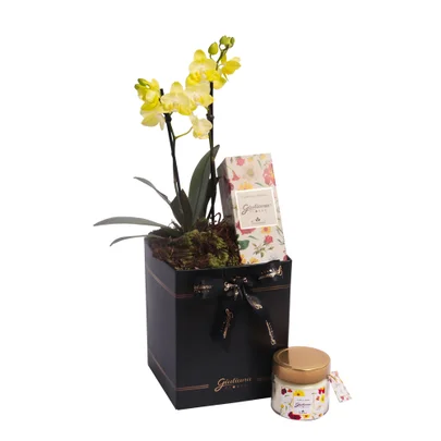 Mini Rara Amarela e Linha Aromática