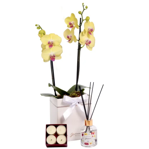 Orquídea Amarela no Box Branco e Linha Aromática