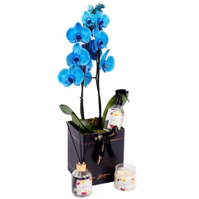 Orquídea Azul no Box Preto e Linha Aromática