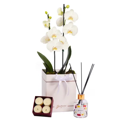 Orquídea Branca no Box e Linha Aromática