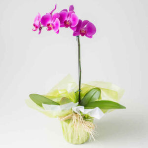 Orquídea Phalaenopsis Pink